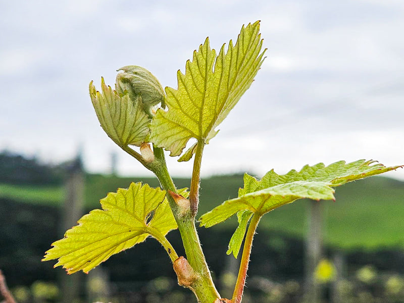 The Vineyard Awakens