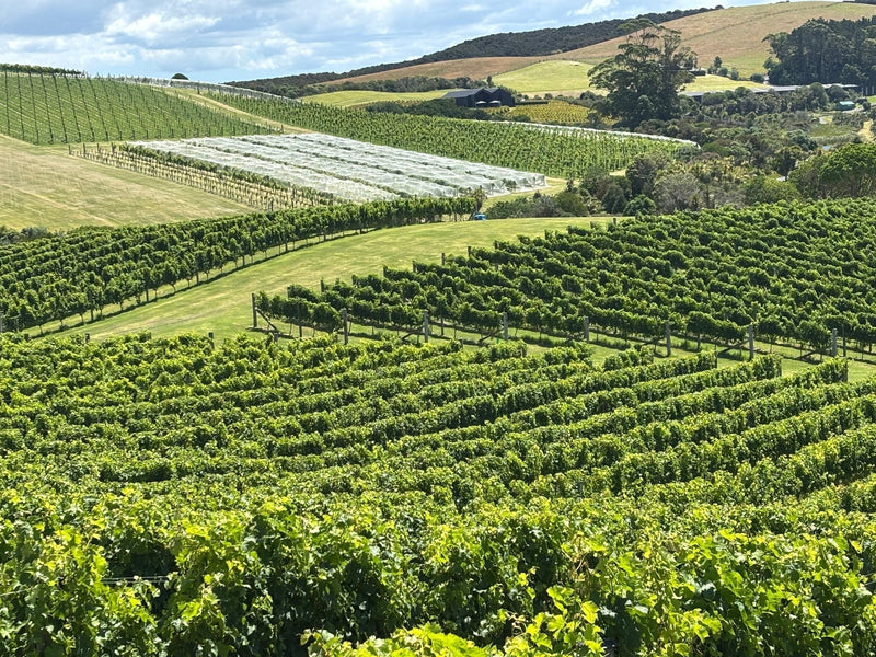 The Landing Vineyard Kicks Off the 2025 Harvest Season in New Zealand